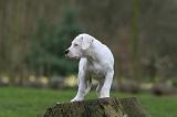 DOGUE ARGENTIN 262